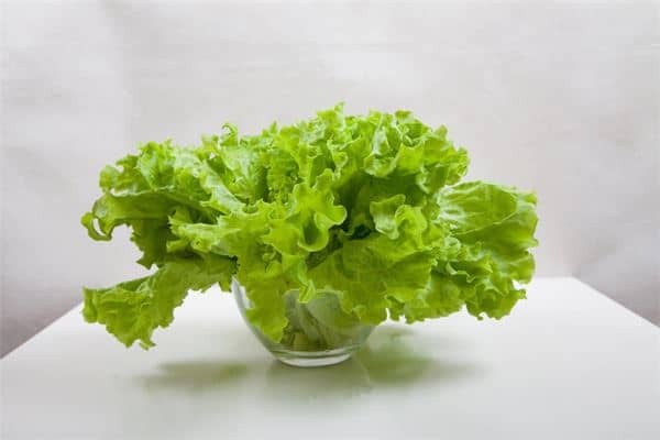 梦见拔苦菜是