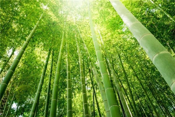 梦到竹子是什么意思