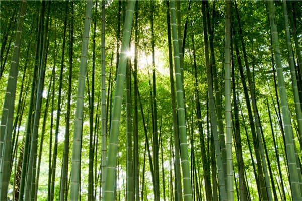 梦见竹子被砍断了是什么意思