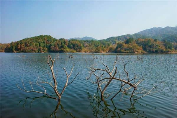 女人梦见树枝断了是什么意思