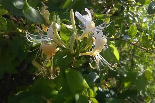 梦见金银花开了预示着什么是什么意思