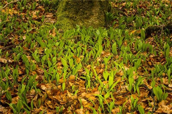 梦到挖野菜是什么意思