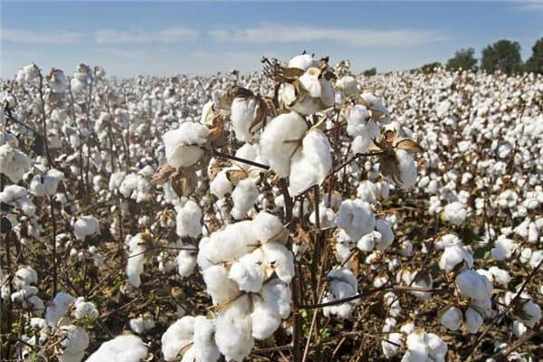 梦到棉花地棉花开花是什么意思