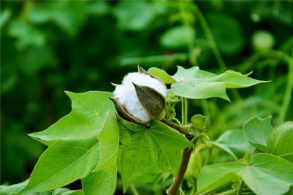 梦到棉花是什么意思