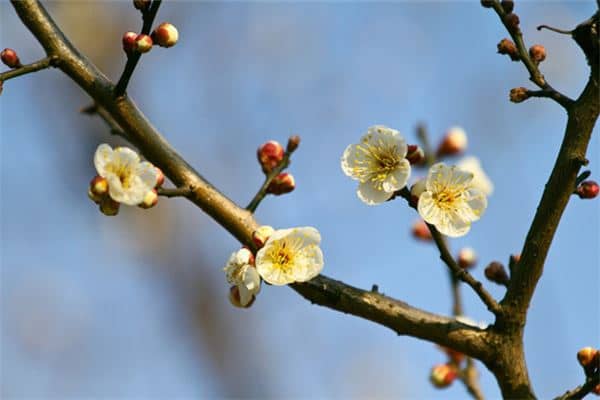梦见冬天开花是什么意思