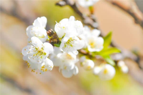 梦见花谢了是什么意思