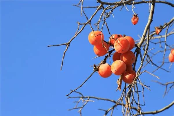 梦到柿子熟了硕果累累是什么意思