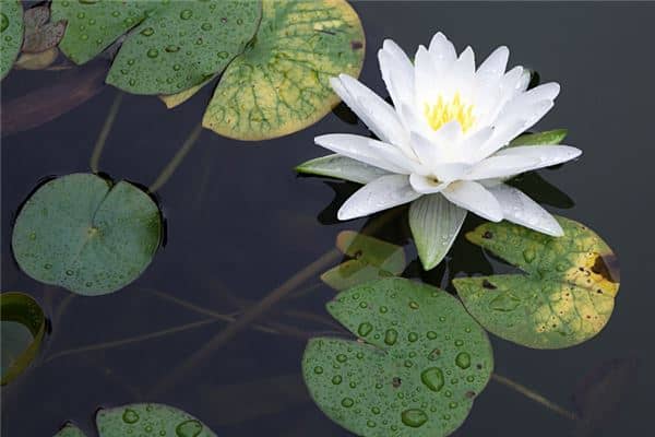 梦见荷花是胎梦吗是什么意思