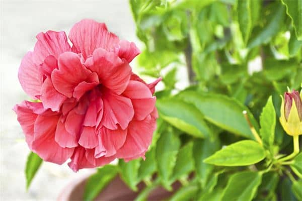 梦到鲜花是什么意思