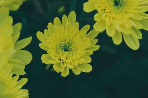 梦见黄菊花是什么意思
