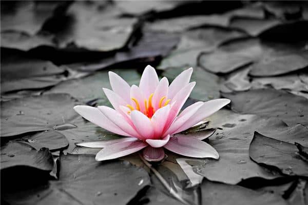 梦见开花了是什么意思