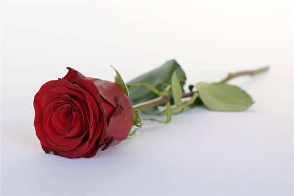 孕妇梦见红玫瑰花男孩是什么意思