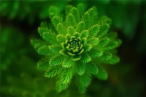 梦到绿色植物很旺盛是什么意思