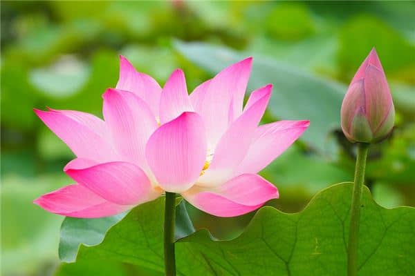 梦见荷花是什么意思