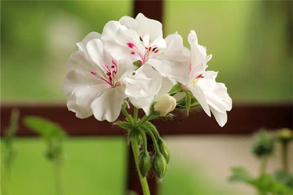 周公解梦梦见花是什么意思