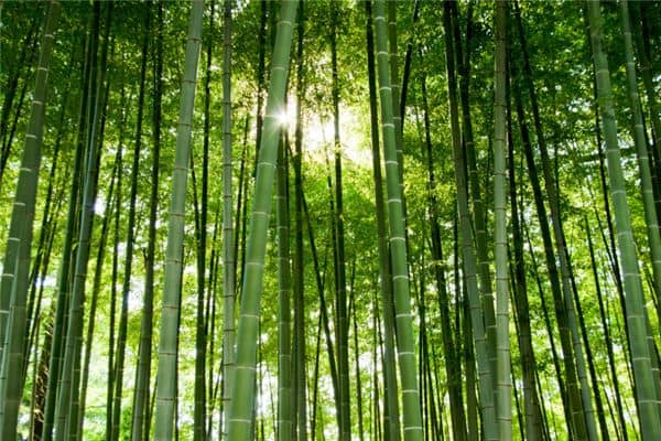 梦见竹子发芽是什么意思