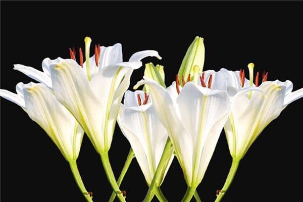 梦见百合花开了是什么意思