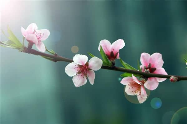 梦见桃花是什么意思
