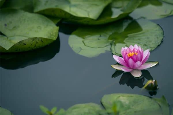 梦到荷花是什么意思