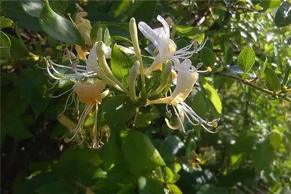 梦到摘金银花什么预兆是什么意思