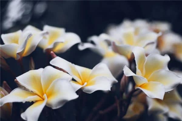 梦见百合花意味着什么是什么意思