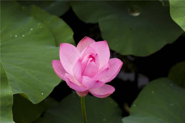 怀孕梦见莲花是男孩是什么意思