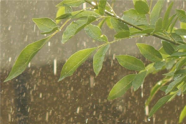女人梦见下雨什么征兆