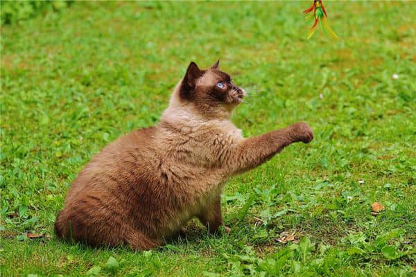 梦见杀了猫是什么兆头