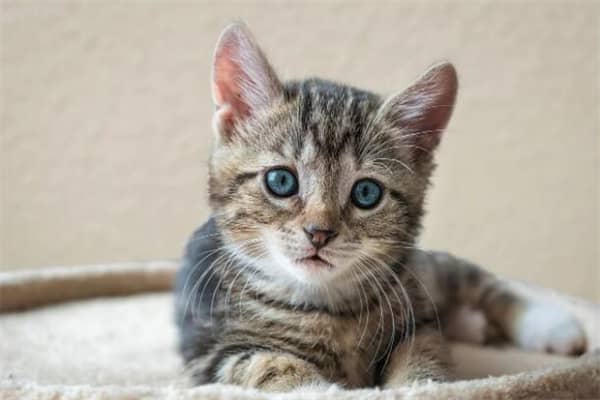 梦到抱着小猫是吉兆吗?