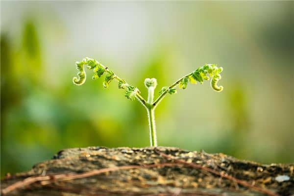 梦到绿芽是好是坏