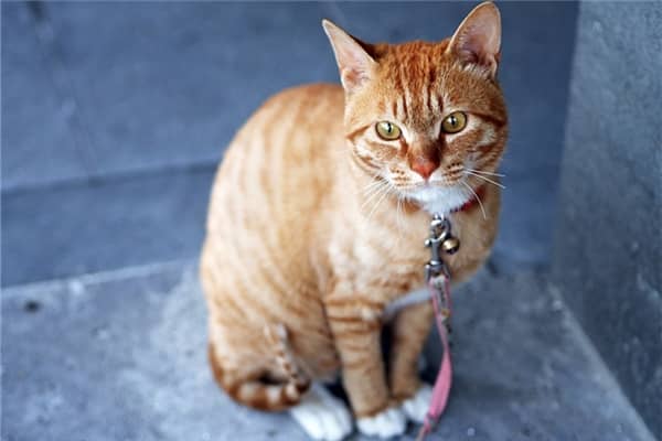 梦到很多橘猫代表着什么