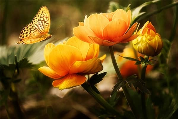 梦见各种各样的花怎么说