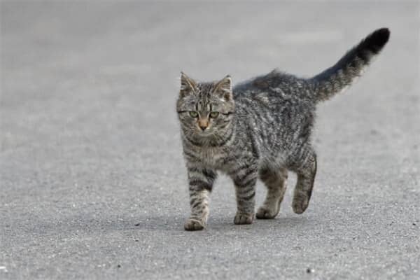 梦到喂流浪猫有什么意思