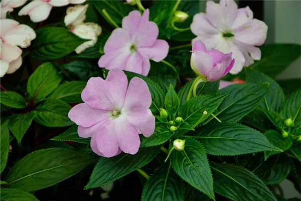 梦到了风仙花代表着什么