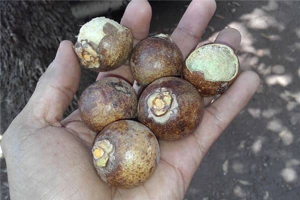 梦到了挖荸荠有什么寓意吗