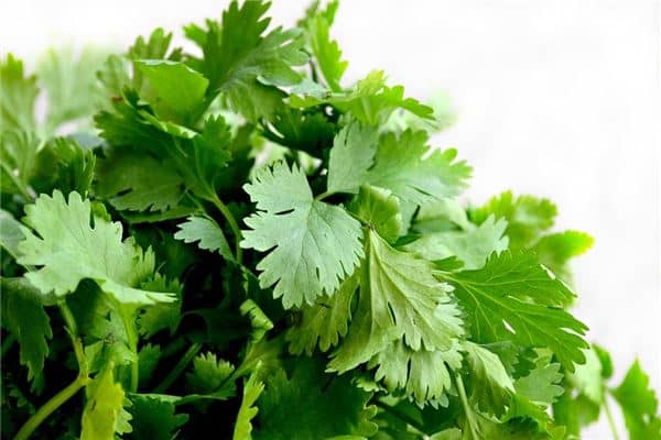 梦见洗香菜代表着什么？