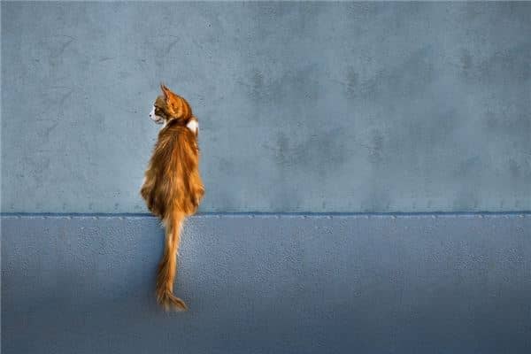 梦见猫被烧死是咋回事