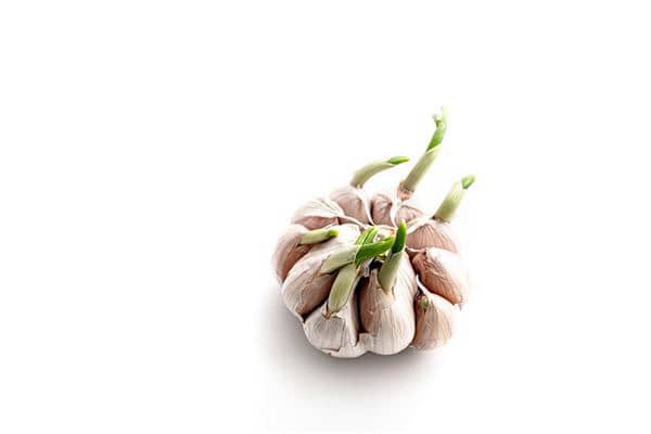 梦到种蒜苗代表着什么