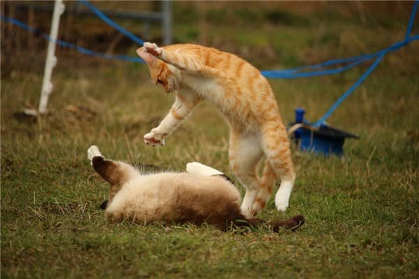 梦到猫受伤了预示什么