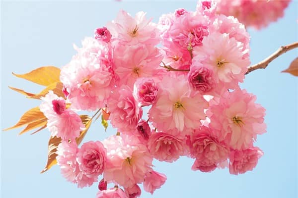 梦见花折断会是什么预兆
