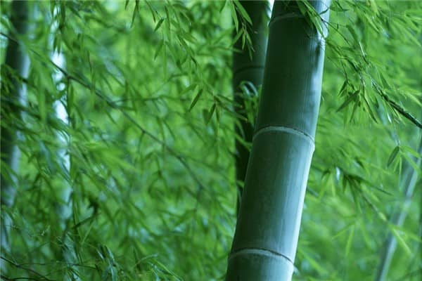 梦见竹简是怎么回事