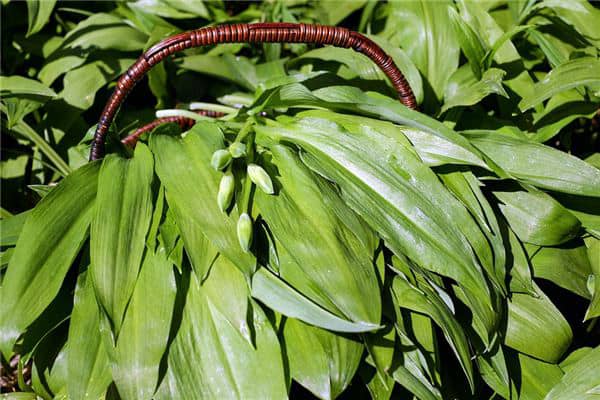 梦到山野菜是咋回事