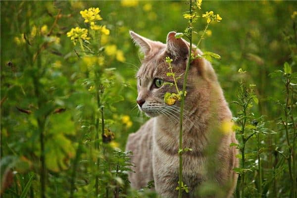 梦到猫粪有什么预兆