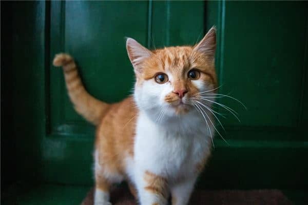 梦到了猫来家里的预兆
