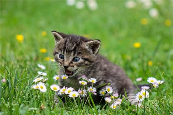 梦到了猫跳进灶膛里烧死了代表着什么？