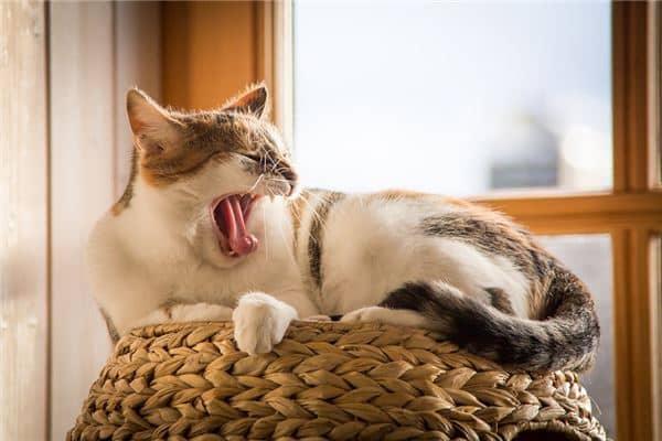 梦到了猫回来了是什么预兆