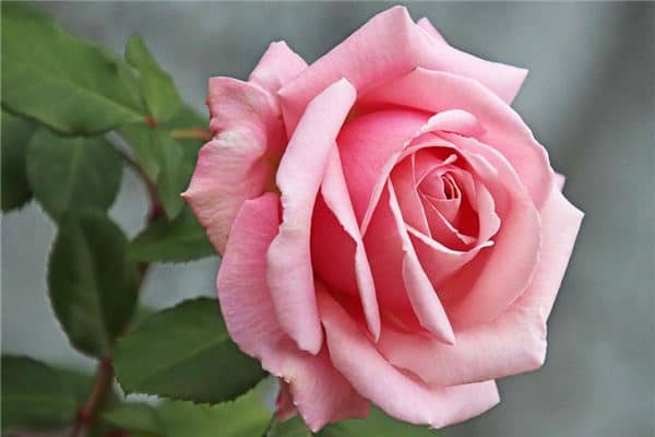 梦到鲜艳的花是什么兆头