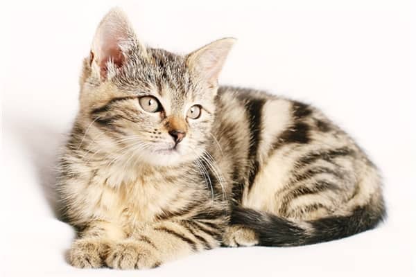 梦到别人的猫尿我床上预示什么