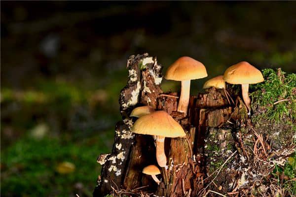 梦到了捡磨姑是什么意思？
