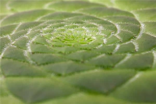 梦到油葵会有什么预兆